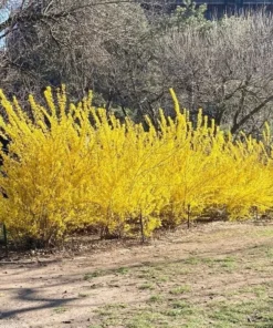5 (12-18”) Forsythia Shrub (ROOTED CUTTINGS)