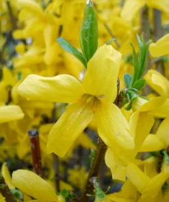 5 (12-18”) Forsythia Shrub (ROOTED CUTTINGS)