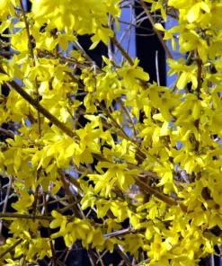 5 (12-18”) Forsythia Shrub (ROOTED CUTTINGS)