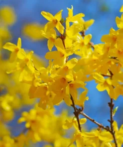 5 (12-18”) Forsythia Shrub (ROOTED CUTTINGS)