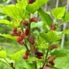 5 Red Mulberry Bare Root Trees | 12-24 Inches | Hardy Fruit & Shade Trees