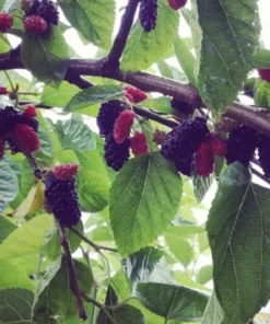 5 Red Mulberry Bare Root Trees | 12-24 Inches | Hardy Fruit & Shade Trees