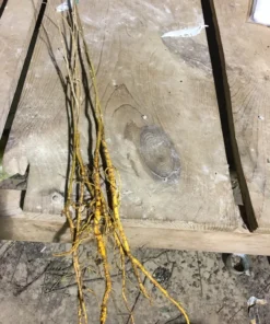 5 Red Mulberry Bare Root Trees | 12-24 Inches | Hardy Fruit & Shade Trees