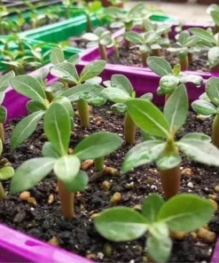 5 Seeds Desert Rose Flower Adenium Obesum Peony Bonsai Seeds