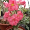 5 Seeds Pink Desert Rose Flower Adenium Obesum Peony Bonsai Seeds