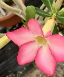 5 Seeds Pink Desert Rose Flower Adenium Obesum Peony Bonsai Seeds