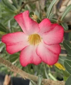 5 Seeds Pink Desert Rose Flower Adenium Obesum Peony Bonsai Seeds