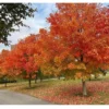 5 Sugar Maple Trees | Bare Root | 6-12 Inches | Hardy Shade Trees