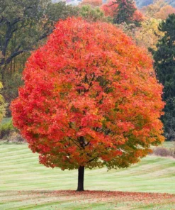 5 Sugar Maple Trees | Bare Root | 6-12 Inches | Hardy Shade Trees