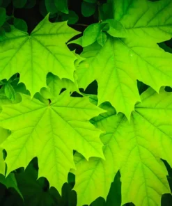 5 Sugar Maple Trees | Bare Root | 6-12 Inches | Hardy Shade Trees
