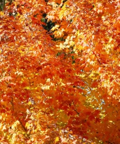 5 Sugar Maple Trees | Bare Root | 6-12 Inches | Hardy Shade Trees