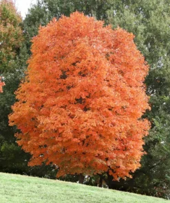 5 Sugar Maple Trees | Bare Root | 6-12 Inches | Hardy Shade Trees