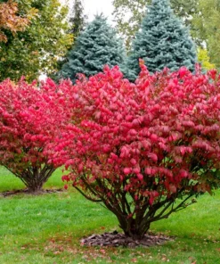 50 Burning Bush Rooted Cuttings – Vibrant Red Fall Foliage, Deciduous Shrubs for Hedges