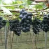 50 Kyoho Grapes Seeds-50 Seeds Fruit Tree Seeds