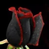 50 Seeds Beautiful Black Rose Flower With Red Edge Seeds