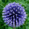 50 Seeds Beautiful Blue Color Giant Allium Giganteum Flower Seeds Rare Perennial Flowers