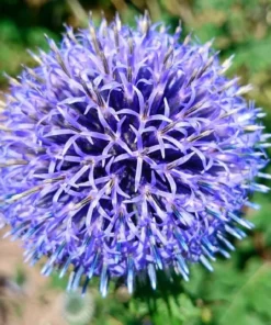 50 Seeds Beautiful Blue Color Giant Allium Giganteum Flower Seeds Rare Perennial Flowers