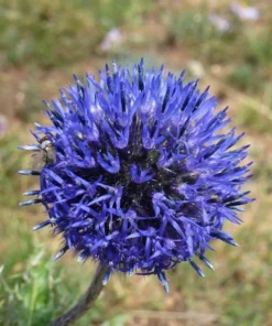 50 Seeds Beautiful Blue Color Giant Allium Giganteum Flower Seeds Rare Perennial Flowers