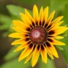 50 Seeds Black Heart Susan Wildflower Seeds - Rudbeckia Hirta Daisy Flower