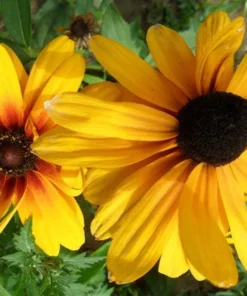 50 Seeds Black Heart Susan Wildflower Seeds - Rudbeckia Hirta Daisy Flower