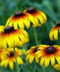 50 Seeds Black Heart Susan Wildflower Seeds - Rudbeckia Hirta Daisy Flower