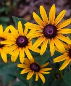 50 Seeds Black Heart Susan Wildflower Seeds - Rudbeckia Hirta Daisy Flower