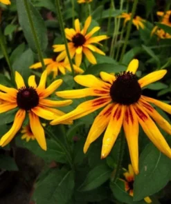 50 Seeds Black Heart Susan Wildflower Seeds - Rudbeckia Hirta Daisy Flower