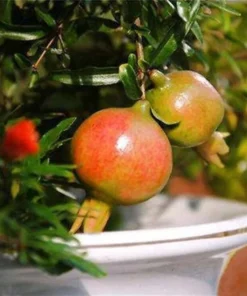 50 Seeds Bonsai Pomegranate Seeds Very Sweet Fruit