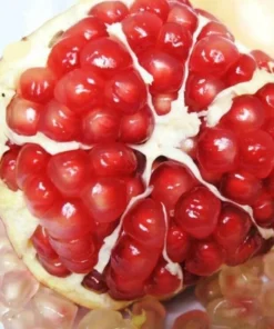 50 Seeds Bonsai Pomegranate Seeds Very Sweet Fruit