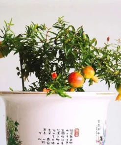 50 Seeds Bonsai Pomegranate Seeds Very Sweet Fruit