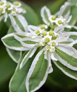 50 Seeds Euphorbia Marginata Pursh Seeds