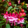 50 Seeds Fuchsia Seeds Potted Flowers Seeds,Bonsai Seeds