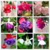 50 Seeds Fuchsia Seeds Potted Flowers Seeds,Bonsai Seeds