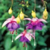 50 Seeds Fuchsia Seeds Potted Flowers Seeds,Bonsai Seeds