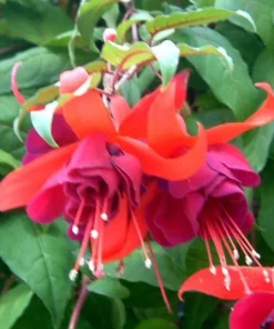 50 Seeds Fuchsia Seeds Potted Flowers Seeds,Bonsai Seeds