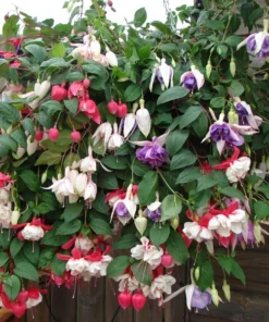 50 Seeds Fuchsia Seeds Potted Flowers Seeds,Bonsai Seeds
