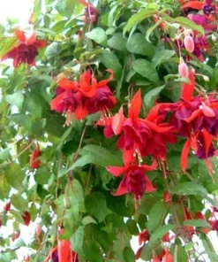 50 Seeds Fuchsia Seeds Potted Flowers Seeds,Bonsai Seeds