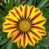50 Seeds Gazania Rigens Marigold Sunflower Seeds