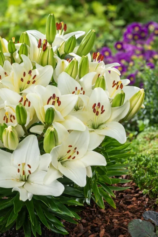 50 Seeds Lily Seeds Garden Flower Variety Complete Flower Bonsai Seeds Beautifying And Air Purification
