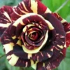 50 Seeds Meteor Rose Seeds