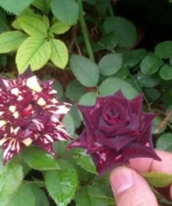 50 Seeds Meteor Rose Seeds
