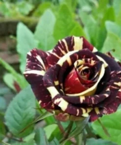 50 Seeds Meteor Rose Seeds