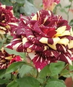 50 Seeds Meteor Rose Seeds