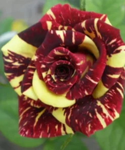 50 Seeds Meteor Rose Seeds