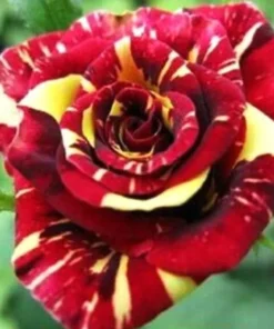 50 Seeds Meteor Rose Seeds