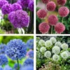 50 Seeds Mix Color Giant Allium Giganteum Flower Seeds Garden Plant