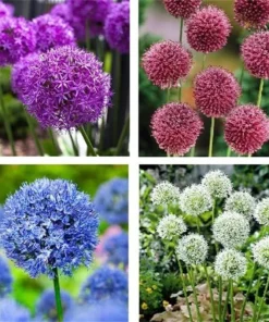 50 Seeds Mix Color Giant Allium Giganteum Flower Seeds Garden Plant