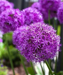 50 Seeds Mix Color Giant Allium Giganteum Flower Seeds Garden Plant