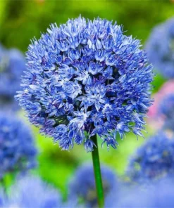 50 Seeds Mix Color Giant Allium Giganteum Flower Seeds Garden Plant