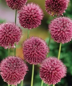 50 Seeds Mix Color Giant Allium Giganteum Flower Seeds Garden Plant